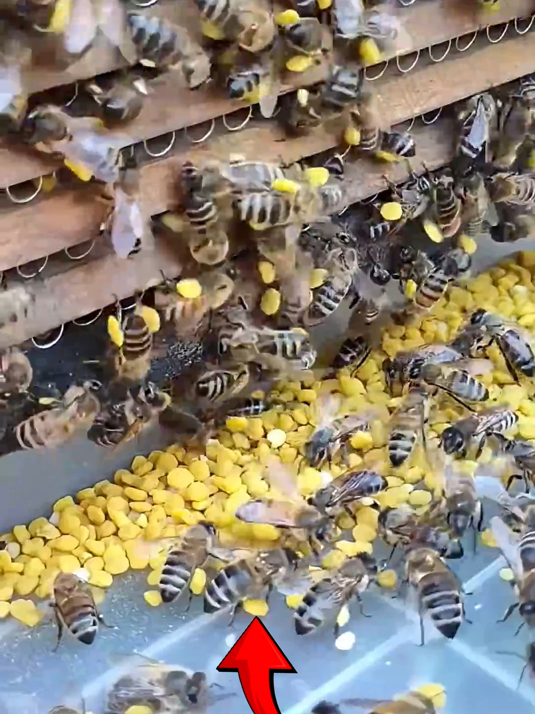 Why Bees in China Don’t Just Make Honey 🐝🌼 Follow Our Social Media: IG: @el_nino_tv TT: el_nino_tv FB: El Nino TV YT: EL NINO TV #bee #honey #beehive #honeybee #honeycomb #pollen #beepollen #china #wildlife #animals #animalsfacts #fyp #fypシ゚