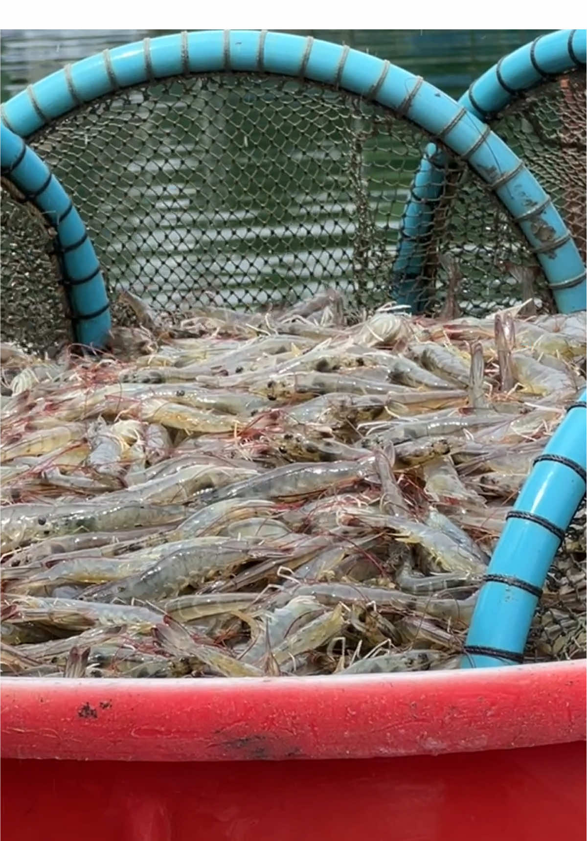 กุ้งมาก🦐