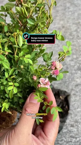 Bunga mawar baby rose minion warna pink dewasa dan remaja aromanya wangi #promoguncang1010 #bungamawar #babyrose #mawarbabyrose 