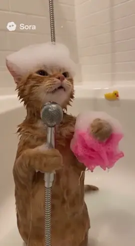 Meow meow🤣 #cats #trending #viraltiktok 