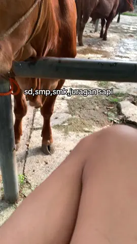 dungo lan di dungo #fyp #peternaksapimuda #peternaksapi #peternaksapiindonesia #sapi #juragansapi #jagalsapi #fypシ 