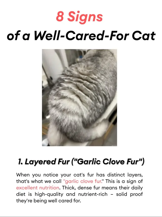 How many of these signs does YOUR cat show? 🤔 From the purrs to the pouch, find out if your kitty is truly thriving! #catsoftiktok #happycat #cattips #petcare #catbehavior 