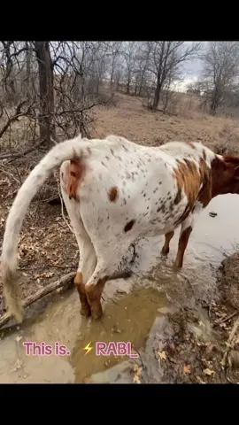 ⚡️Rabies⚡️ Although we joke about it and @Tyler Childers made an awesome song, it is a REAL problem animals face. This cow presented to me for an exam for being 
