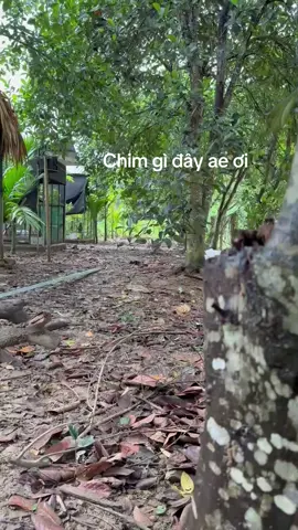 Đẹp quá ae ạ #chimcanhanhtu #chimdotbien 