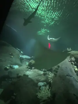 #funnymoments @🛡Emperador🦣🦅 