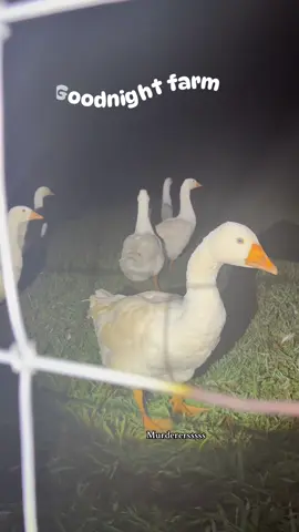 Sleep tight, don’t let the MURDERERSSSS bite. #farm #chickens #nightlyroutine #farmchores #chickencoop