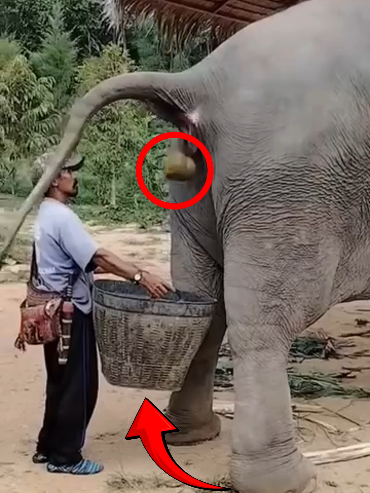 Why This Man Collect Elephant Poop? Follow Our Social Media: IG: @el_nino_tv TT: el_nino_tv FB: El Nino TV YT: EL NINO TV #elephant #elephants #coffee #coffeelover #animals #animalsfacts #fyp #fypシ゚