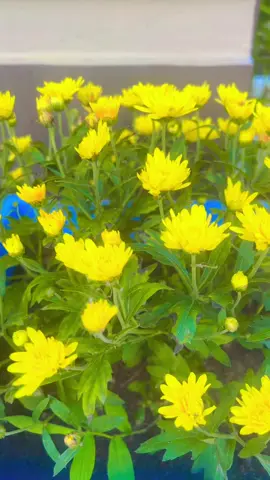 Good morning ❤️🙏🙏#शुभ_बिहानी🌅☕💙💙 #fyp 