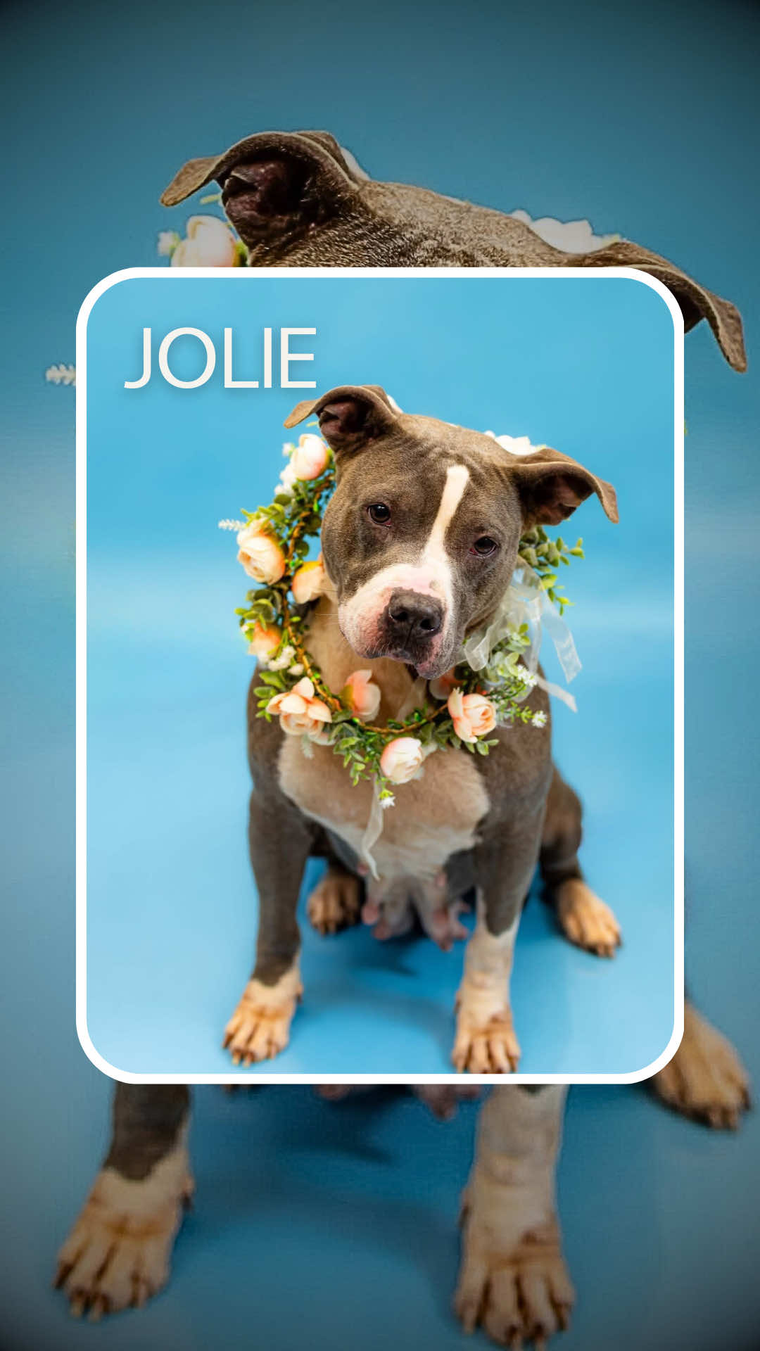 🚨 NEEDS PLACEMENT BY OCTOBER 14! 🚨  Jolie, ID#111293 Happy-go-lucky girl  4 years old 64 pounds of wiggly joy Epitome of a good girl Treat motivated Full of tail wags Always ready to sit when asked From the shelter:  “Jolie is heartworm positive, but don’t let that stop you, with an approved adoption or rescue commitment, she’ll receive full treatment covered by the shelter. All she needs is someone to say yes to giving her the cozy, loving life she deserves. Let’s get Jolie out of the shelter and into a home where she can thrive. “ 📍 Gwinnett Animal Shelter  Lawrenceville, GA  *** I’m not associated with the shelter, just helping to get these dogs seen!*** #atlanta #lawrenceville #urgentdog