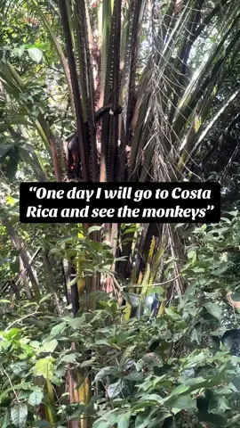 🐒 🌴☀️🌊#traveltiktok #costarica #fyp #foryoupage #monkey 