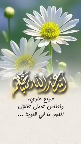 #صباحكم_أحلى_صباح🌹🌹 