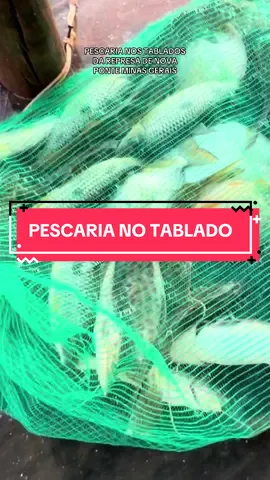 Pescaria de piapara e mandi nos tablados da represa de Nova Ponte em Minas Gerais. Siga para mais videos de pesca.  #pescaria #pesca #foryou #fyp #piapara