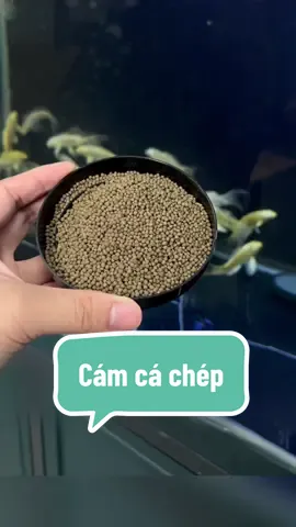Cám chép sư tử, phi tần cao cấp. Không gây đục nước. #cachepsutu #cachepphitan #thucanchoca #camkichdo #thucancacanh 