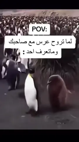 #الشعب_الصيني_ماله_حل😂😂 