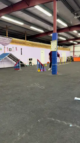 Krak bb 🥰🐙#thekraken #telltaleaussie #aussieswithtails #aussie #agility 