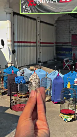 Dum Cae Cae🤙#fyp #kicaumania #muraibatuindonesia #fyppppppppppppppppppppppp #kenarimaniaindonesia 