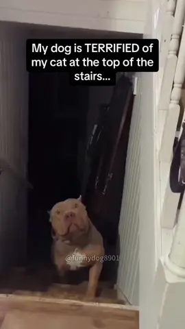 My dog is afraid of cats 🐾🤣🤣 #tiktok #foryou #fy #funny #funnydog 