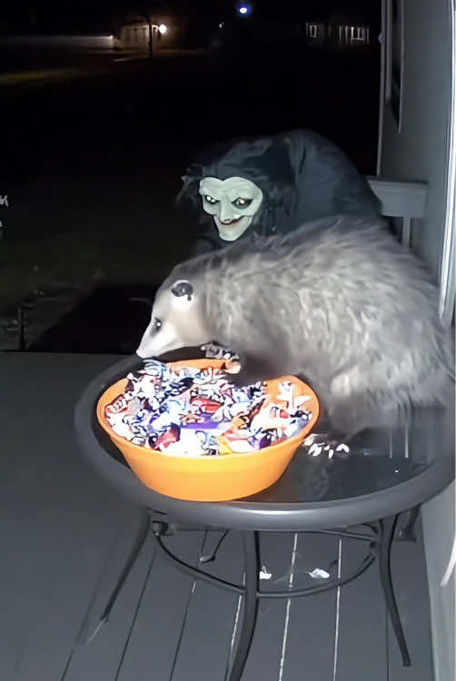 animals scared by Halloween decorations#halloween#halloweendecorations #funny#fyp#scare#fyp #viral 