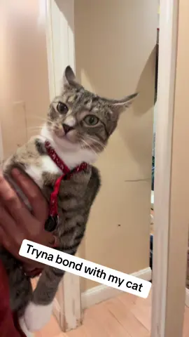 #pet #pets #cat #catsoftiktok #catmon