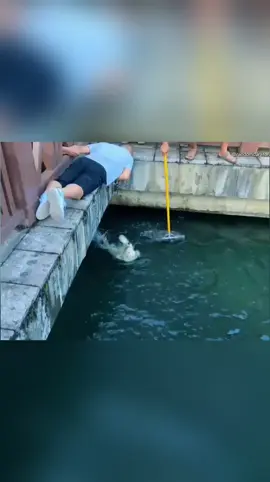 humanity restore #dogrescue #animalrescue 