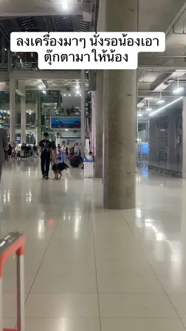 ลงเครื่องมาๆ นั่งรอน้องเตรียมตุ๊กตามาให้ น้องซอลลี่ น้องขนนุ่มมาก งับตุ๊กตาแบบเรียบร้อย ฟิลล์ ผู้ดี ลูกคุณ #k9 #dog #airport #dogs #น้องซอลลี่  