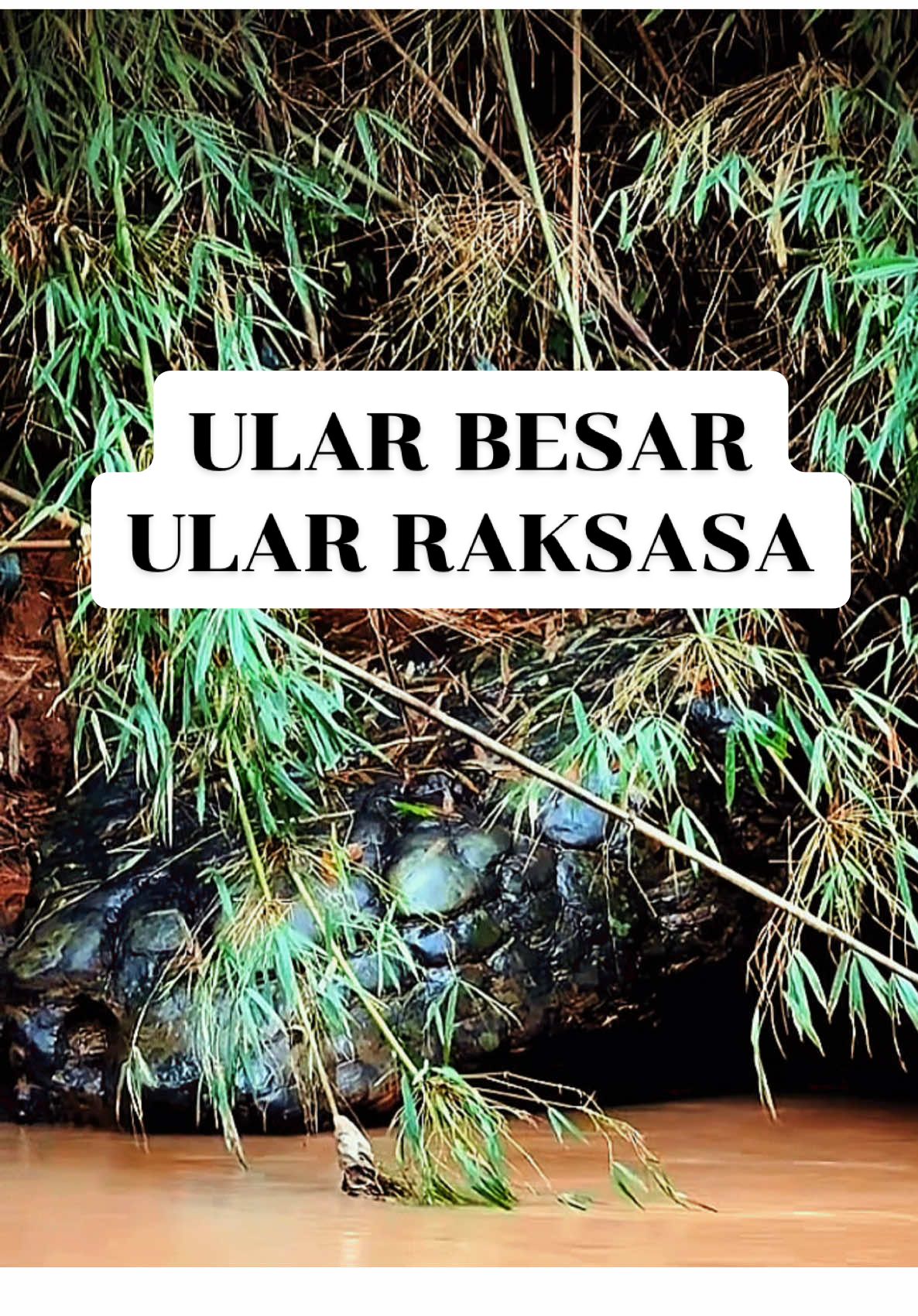 ULAR BESAR - ULAR RAKSASA DI THAILAND. Konon batu ini bukan sekadar batu. Ini adalah ular purba yang membatu karena dosa, menunggu saat untuk bangkit kembali… Penduduk setempat takut mendekat. Kulitnya seperti batu, tapi matanya terasa hidup. 🐍 Thailand — tempat di mana legenda menjadi nyata. ⸻ ว่ากันว่าหินก้อนนี้ไม่ใช่แค่ก้อนหินธรรมดา แต่มันคือพญางูโบราณที่กลายเป็นหินเพราะบาปของตน และรอวันที่จะตื่นขึ้นมาอีกครั้ง… ชาวบ้านต่างหวาดกลัวไม่กล้าเข้าใกล้ ผิวของมันแข็งเหมือนหิน แต่ดวงตาดูมีชีวิต 🐍 ประเทศไทย — ดินแดนที่ตำนานยังคงมีลมหายใจ ⸻ တစ်ခါတုန်းက ဒီကျောက်တုံးဟာ အရွယ်မဲ့အမြွှာတစ်ကောင်ဖြစ်တယ်လို့ ဆိုကြတယ်။ ၎င်းအပြစ်ကြောင့် ကျောက်တုံးဖြစ်သွားခဲ့ပြီး တစ်နေ့တစ်ချိန်မှာ ပြန်လည်နိုးထမယ်ဆိုတယ်။ တိုင်းရင်းသားတွေက နီးကပ်ဖို့ ကြောက်ကြသည်။ ကျောက်အရေကဲ့သို့သောအသားနှင့် အသက်ရှိသကဲ့သို့သော မျက်လုံး။ 🐍 ထိုင်းနိုင်ငံ — ဒဏ်ရာဖြစ်သည့် ဒဏ်ခတ်ပုံပြင်များ၏ နေရာ။ ⸻ This stone is not just a rock. It’s said to be an ancient serpent, turned to stone for its sins, waiting for the day to awaken again… Locals fear to come close. Its skin feels like stone — but its eyes seem alive. 🐍 Thailand — where legends breathe. ⸻ Se dice que esta piedra no es una roca cualquiera. Es una serpiente antigua, convertida en piedra por sus pecados, esperando el momento de despertar… Los lugareños temen acercarse. Su piel parece piedra, pero sus ojos parecen vivos. 🐍 Tailandia — donde las leyendas cobran vida. ⸻ On dit que cette pierre n’est pas une simple roche. C’est un ancien serpent pétrifié pour ses péchés, attendant le moment de se réveiller… Les habitants ont peur de s’en approcher. Sa peau est dure comme la pierre, mais ses yeux semblent vivants. 🐍 Thaïlande — là où les légendes prennent vie. ⸻ Man sagt, dieser Stein ist kein gewöhnlicher Felsen. Es ist eine uralte Schlange, versteinert für ihre Sünden, und wartet darauf, wieder zu erwachen… Die Einheimischen fürchten, sich zu nähern. Ihre Haut ist wie Stein, doch die Augen leben. 🐍 Thailand — wo Legenden atmen. ⸻ Si dice che questa pietra non sia solo una roccia. È un antico serpente, pietrificato per i suoi peccati, che attende il momento di risvegliarsi… I locali hanno paura di avvicinarsi. La sua pelle sembra pietra, ma gli occhi sembrano vivi. 🐍 Thailandia — dove le leggende prendono vita. ⸻ Dizem que esta pedra não é apenas uma rocha. É uma serpente antiga, transformada em pedra pelos seus pecados, esperando o dia para despertar novamente… Os locais têm medo de se aproximar. A pele é como pedra, mas os olhos parecem vivos. 🐍 Tailândia — onde as lendas ganham vida. ⸻ Говорят, этот камень — не просто скала. Это древняя змея, окаменевшая за свои грехи, чтобы однажды проснуться снова… Местные боятся подходить близко. Каменная кожа, но взгляд — живой. 🐍 Таиланд — место, где легенды оживают.  #ularbesar #ular #ularraksasa #snake #ถ้ํานาคี 