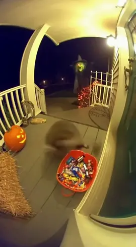 He thought it was just free candy. He was so wrong 😂👻” #doorbell #caughtoncamera #halloween #jumpscare #fyp   