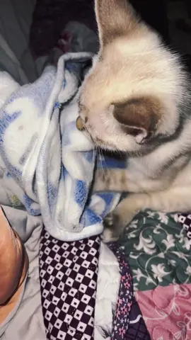 #parati #fypシ #cats 