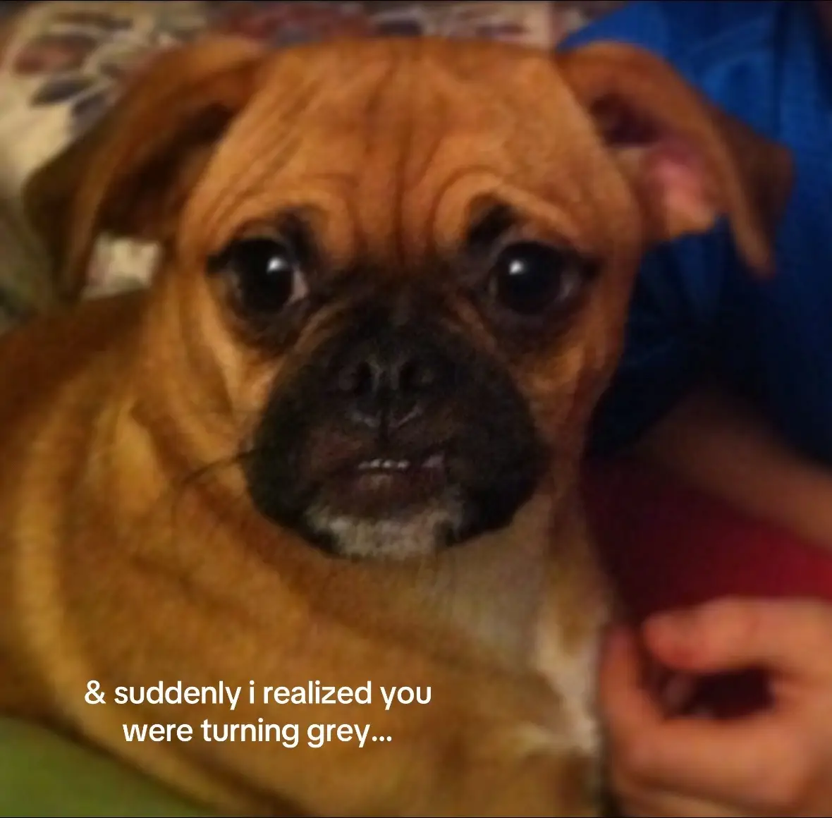 i’m bawling my eyes out rn she’s so cute🥺 (she’s still alive btw) #dog 