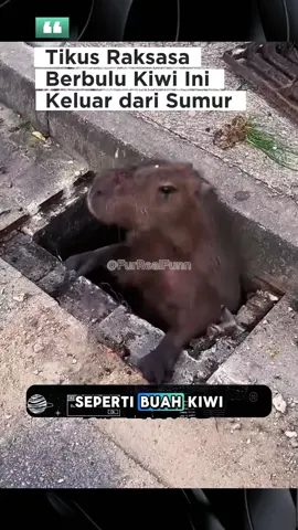 Makhluk Misterius dari Dalam Sumur😱❓#faktaunikhewan #animals #kapibara 