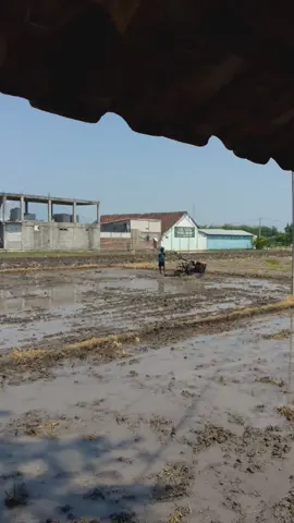 #petaniindonesia🇮🇩🇮🇩🇮🇩🌿🌿 