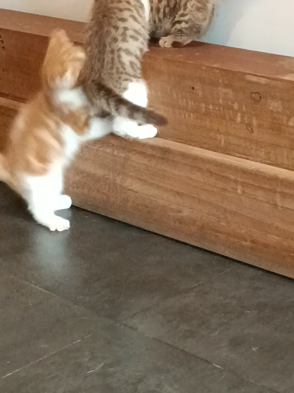 padahal udah manjat tuuuiiiinggiiiiiiii banget,masih aja gak aman😿😿#kucingmunchkin #catlover #fypシ゚ #foryourpage 