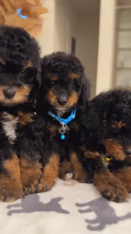 You can’t deny that this quality is unmatched. I mean just look at those rich tan points on these beautiful miniature phantom poodles!! This is the true definition of exotic, It gets no better than this 💜💜💜 #fyp #fypシ゚viral #dallas #atlanta #puppylove 