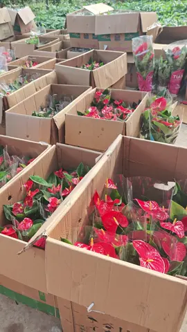 Cây hồng môn biểu trưng cho tình yêu nồng cháy, may mắn, tài lộc và sự sung túc, đồng thời giúp thanh lọc không khí trong nhà, mang lại vận khí tốt lành và năng lượng tích cực cho gia chủ. Tên gọi 