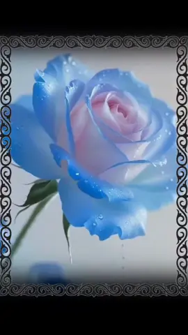 اللهم أصلحنا وأصلح ذرّيتنا اللَّهم ألف بين قلوبنا يارب العالمين 🌹🌿#صباحكم_سعاده #اصباحنا_و_اصبح_الملك_لله #صباح_الخيِر#صباح_الورد #صباحكم_معطر_بذكر_الله💚🌹🌿🌷😍🌸🙏 
