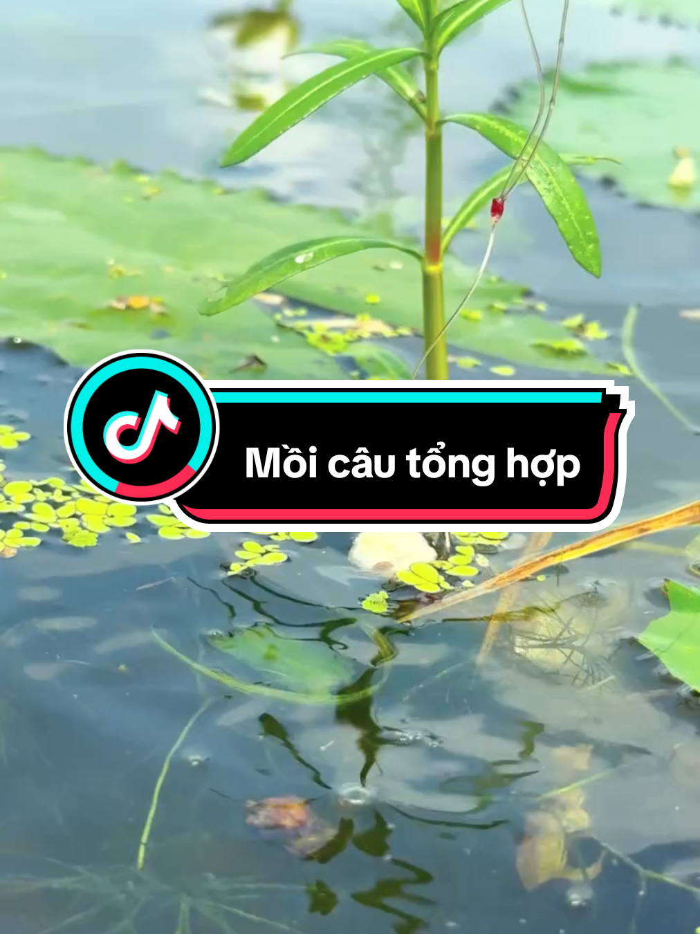 Mồi câu tổng hợp:  hỗn hợp bột được trộn sẵn, có thể dùng trực tiếp hoặc pha thêm phụ liệu để câu nhiều loại cá nước ngọt như rô phi, chép, trắm, trôi, cá lăng, cá trê, cá mè.  Thành phần: có cám, bột tôm, bột cá, bột ốc, bột khoai mì, tinh mùi và các loại vitamin, acid amin giúp tăng sự hấp dẫn. Mồi tổng hợp dạng bột có thể điều chỉnh độ kết dính theo kiểu mồi ve hoặc mồi tơi, tùy theo loại cá và môi trường câu.#fishing #fishinglife #cauca #moicauca 