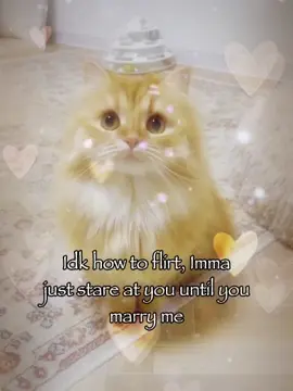 Idk how to... 😘😘#cattok #rizz #relatable #joke #meme 