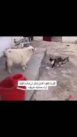 #شعب_الصيني_ماله_حل😂😂 #مالي_خلق_احط_هاشتاقات🧢 #لايكات #لايك_متابعه_اكسبلور #طلاب_السادس 
