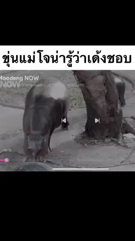 ขอบคุณ Tiktok ที่รวบรวมความทรงจำดีดีให้ฉันในวันคล้ายวันเกิดค่ะ จะสร้างสรรทำคลิปดีดีของลูกสาวแสนสวยต่อไป😍😍😍 09/10/68 #หมูเด้ง #moodeng #pygmyhippo #ขาหมูแอนด์เดอะแก๊ง #โต๊ดมือรองพระกาฬฮิปโป 