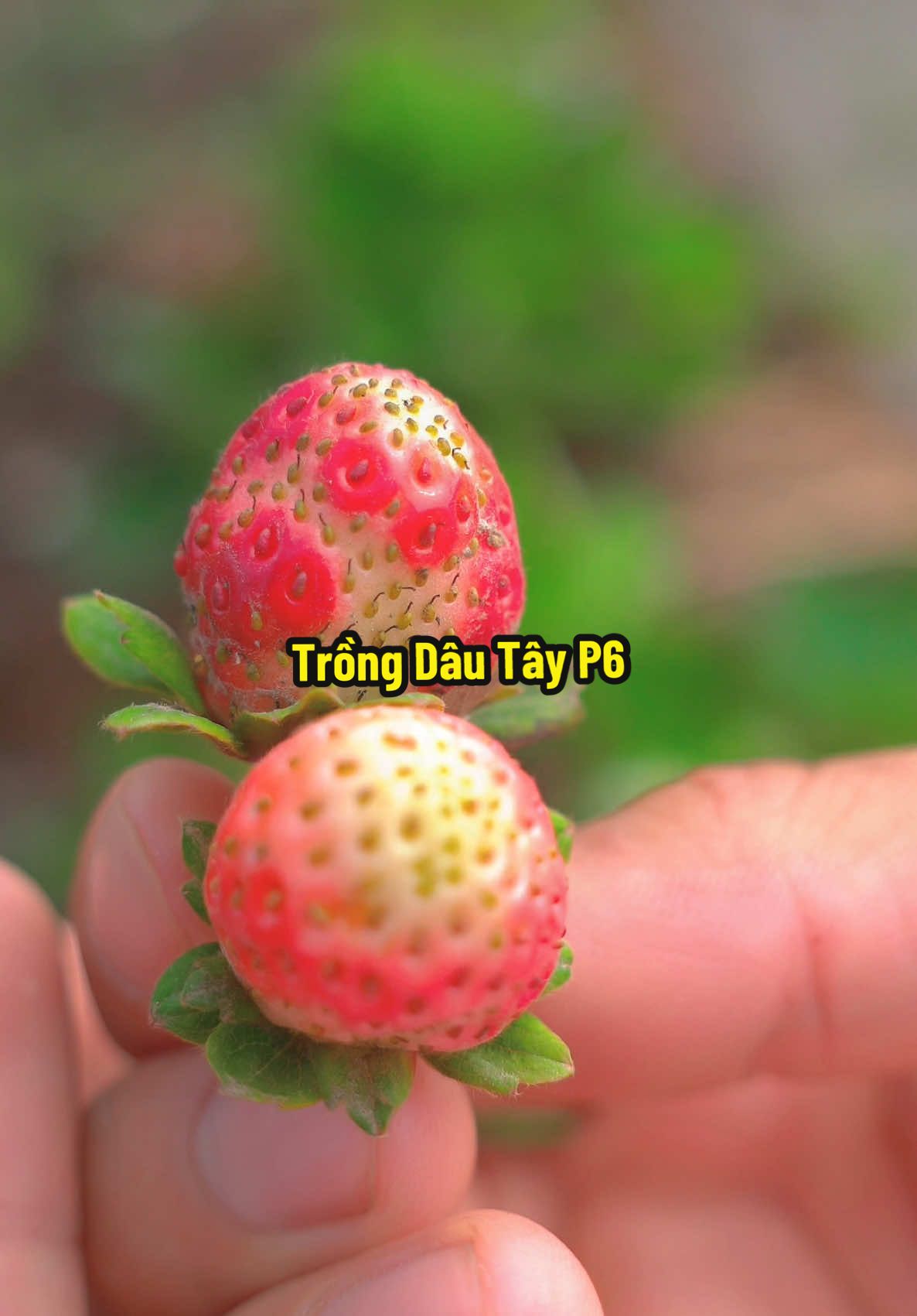 Dâu Tây Chín Rồi Nè #hienonha 