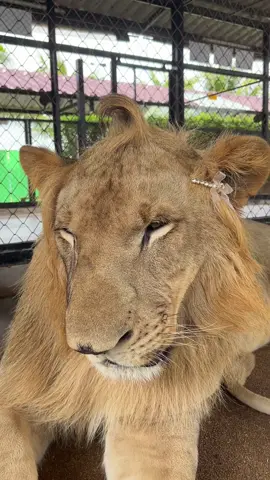 ทุกคนว่าแบบนี้ลดความน่ากลัวของน้องได้ยังคะ#สิงโต #lion #สัตว์เลี้ยงน่ารัก #สัตว์เลี้ยงtiktok #สวนสัตว์tiktok 