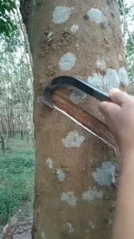 Pisau sadap karet thailand super taj4m bikin getah ngucur! #pisausadapkaret #petanikaret #pohonkaret #nyadapkaret #getahkaret 