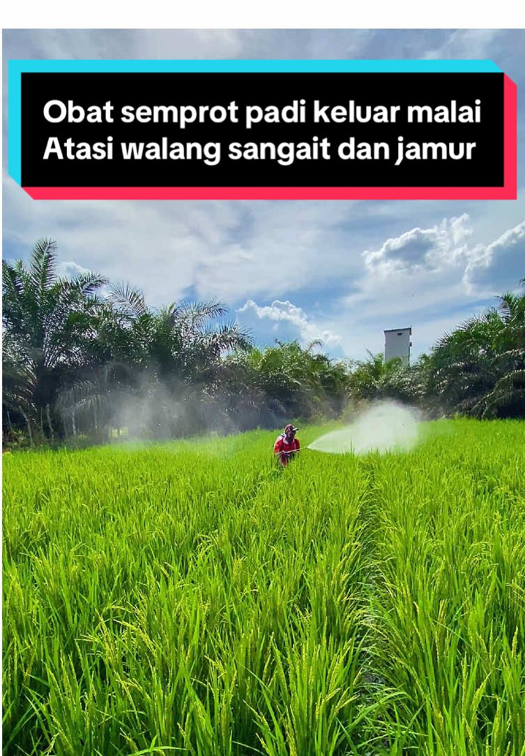Penyemprotan padi keluar malai untuk basmi walang sangit fungisida cegah patah leher dan nutrisi pengisian bulir padi#masbagas #tangkiracing @Mas Wo 🌾 Petani Jombang 