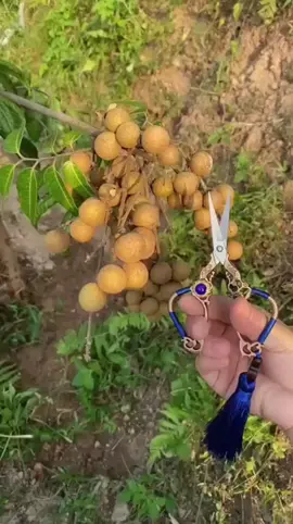 Kelengkeng dikenal sebagai buah manis yang disukai banyak orang. Selain rasanya yang lezat, kelengkeng juga kaya vitamin dan bisa dibudidayakan di berbagai daerah. Dengan perawatan tepat, hasil panen bisa melimpah dan bernilai tinggi. #Kelengkeng #TanamanBuah #EdukasiPertanian #BuahNusantara #BudidayaKelengkeng 