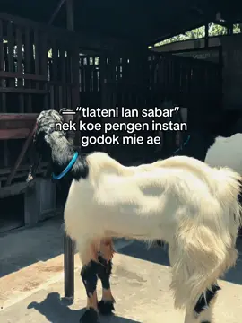 Gawe mie ae jek butuh proses #peternakkambing #kambingetawakaligesing #dimarfarm #fyp #kambingpe 