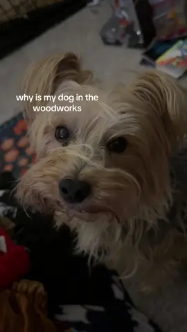 he’s embarrassed about the first clip, it’s from right before he got groomed