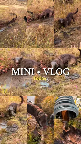 Water dogs when they find a single puddle #chessepeakbayretriever #dogtok #dogtiktok #water #fyp 