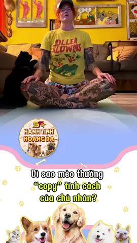 Vì sao mèo thường “copy” tính cách của chủ nhân? #cat #cutecat #sthanhtinhhoangda #xuhuong #viral 