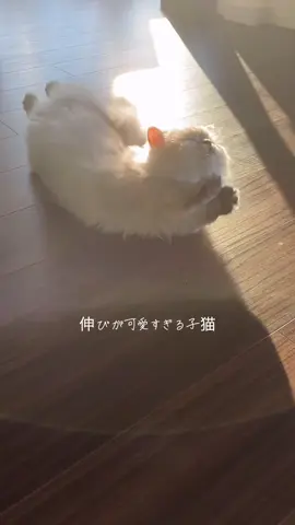 一生見てられるかわいさ☺️ #ミヌエット #ミヌエット短足 #ミヌエット子猫 #初投稿でバズりたい 