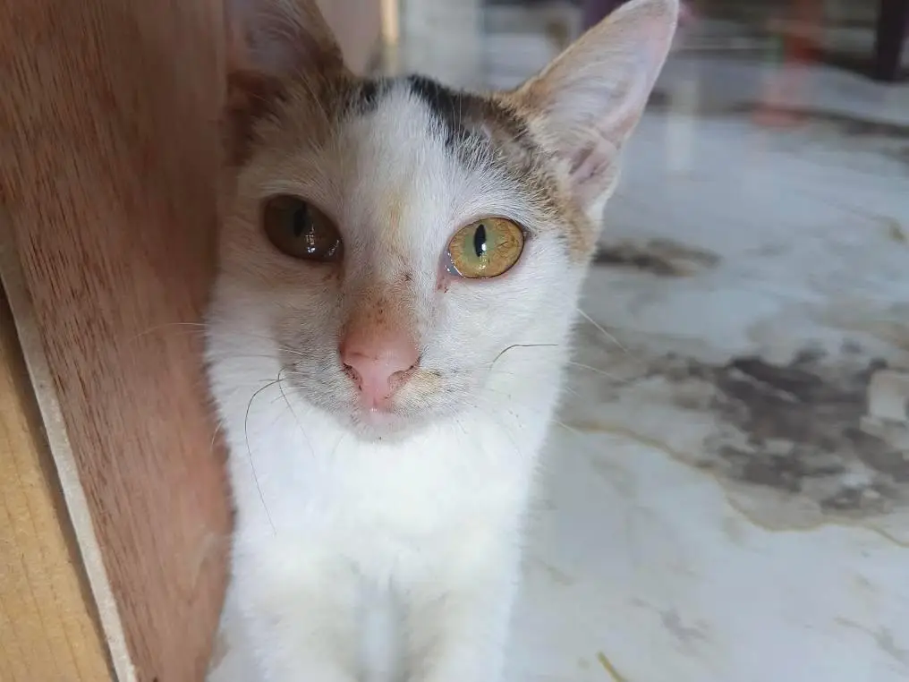 my baby winter#pyfツ #pyfツ #highlight #cat 